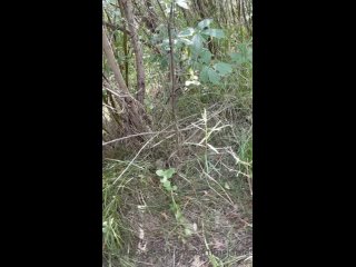 0gt82pk6y6oq0eox0wlar source-khnrlefp